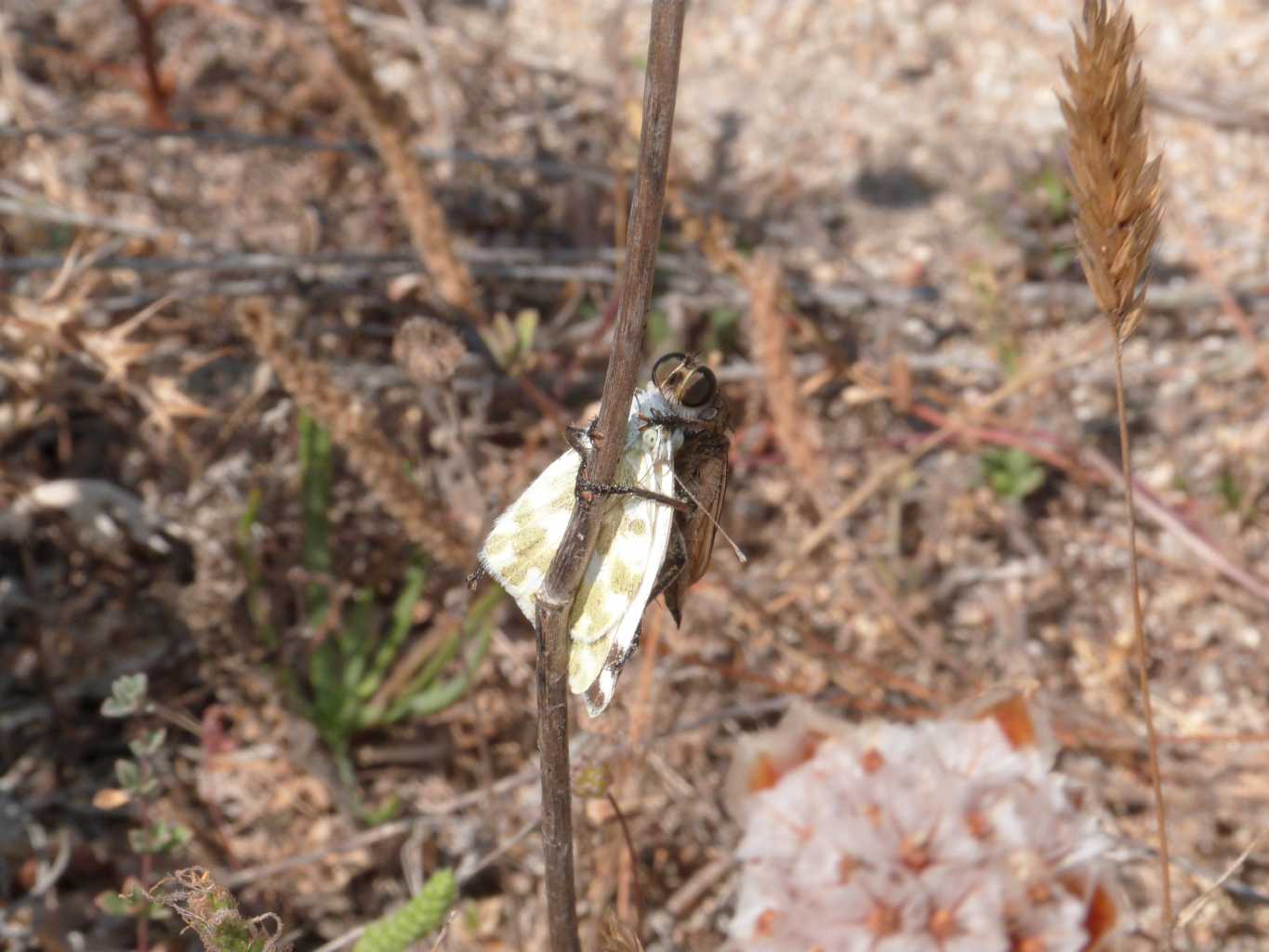 Predatori di farfalle